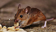 24 Hour & Emergency Exterminators in S Jacksonvle, IL